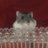 かえでⓉ 1y+37wのアイコン