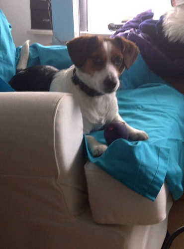 I am a Jack-a-bee (Jack Russel vs Beagle), 3years old, I like to chase bouncy balls, sleep, eat, run around and did I mention I like to chase bouncy balls?