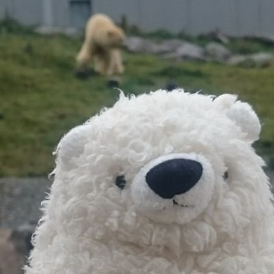 ホッキョクグマが大好き🎈（主にさっぽろ円山動物園です。）動物園の動物達に元気をもらっています。…無言でフォローしてごめんなさい。時間差ありのupですがゆっくり楽しんでいます。たまに関係ないこと呟いてます。あ…ぞうさんもオオカミも好きです※無断転載禁止・つぶやきと関係のない引用RT禁止