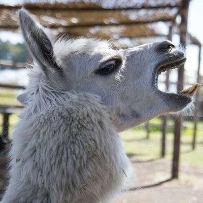 食べたもの、行ったところなどの記録。好きなものは、旅、温泉、フェレット、ネコチャン、馬、鳥（特に🦆）、ダム、バーフバリ、牡蠣、かずのこ、乗り物、建物、送電鉄塔、ビール、本、将棋、工業製品、ミシン、Twitter、、、