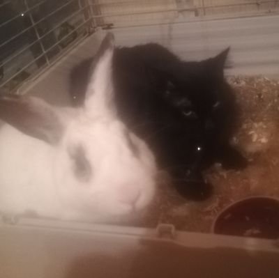 Auxiliaire de puériculture ❤️ Référente de BB chat 🐱