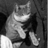 그린란드 상어 (@bbmegalodonbb) 's Twitter Profile Photo