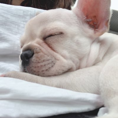 FrenchBulldog♀ 2020.4.21🍼InstagramとYouTubeもやってます‼︎！気軽にフォローしてください💕https://t.co/9ghNXKFQ63