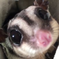 モモンガももちゃん (@mark07021) Twitter profile photo