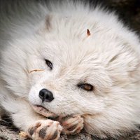 YoshIno (@ibasiyoshin) Twitter profile photo