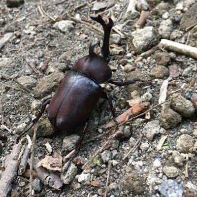 𓃠JAHA1級→認定動物看護師→第一回愛玩動物看護師国家試験合格𓃠動物関連学校出てません𓃠今の職場は動物病院関連3ヶ所目𓃠情報収集𓃠本垢では話せない仕事の事など𓃠どうぞお手柔らかに𓃠