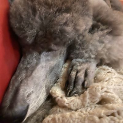 ShellyPoodlover's profile picture. Married to a proud retired USMC, mom to an AirForce officer and an airline pilot. we love God, our family and our country. God bless USA