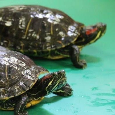 deddypr72641933's profile picture. 