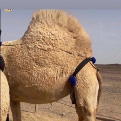 بدوين اعشق الوضح وحب الطفاح /الشناح اللي يتعدا الغماره كوعها/ انتلالة مقدمن مايجي فيها دباح/ تجتلد قدم المقاود مايبرد شوعها ✍