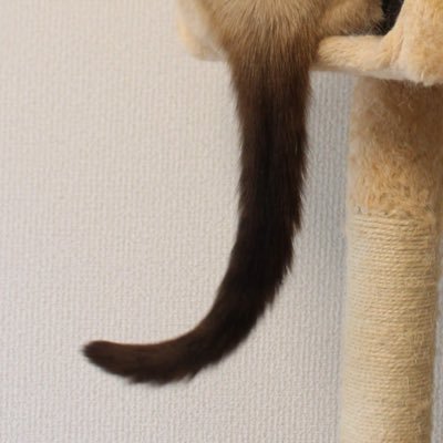 longlongcattail Profile Picture