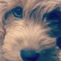 Josh (@jocundjosh) 's Twitter Profile