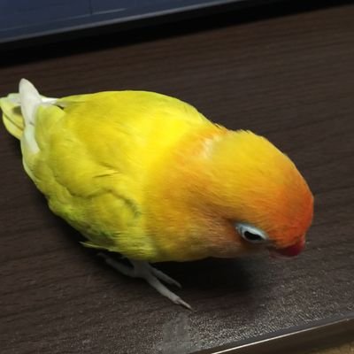 koumesan1029's profile picture. 