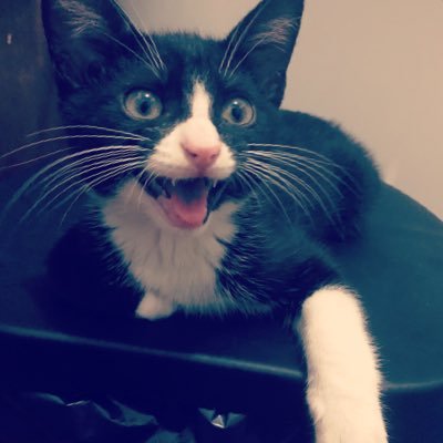 mykatastrophe's profile picture. disgruntled millennial & prolly tired of your bullshit.