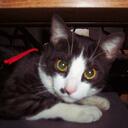 vincent major - @vince47 - Twitter