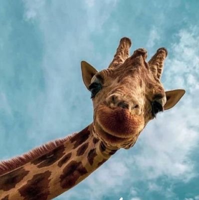 SObserv42762095's profile picture. Tô quietinha!