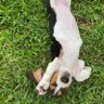 AbbeyJadeBasset's profile picture. Spoiled Basset Hound puppy who loves sticks, tummy rubs, and ham! #BassetHound #bassethoundsoftwitter #dogsoftwitter DOB 4/3/2020
