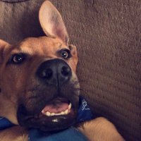 chewy sandoval (@chewysandoval) 's Twitter Profile
