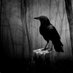 Embarr (@embarrcelt) Twitter profile photo Embarr (@embarrcelt) Twitter profile photo
