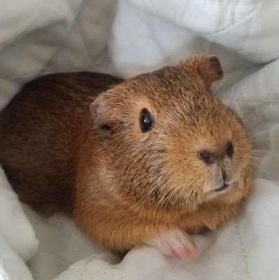 I'm a #NaughtyPiggy and #tooCuteForMyOwnGood.
Saved during a Global Pandemic from a hording situation.
My foster family is now my forever home!