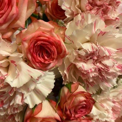 mitaneikun's profile picture. 