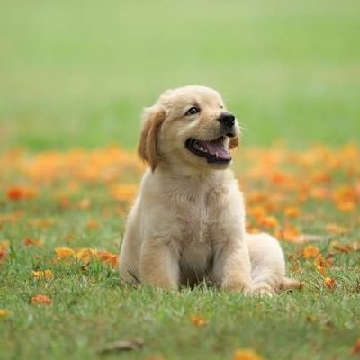 Köpeklerle ilgili her şey
Köpek sahiplerini ve köpek severleri bekliyoruz
🐕🐕🐕