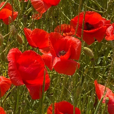 cybernomad01's profile picture. 