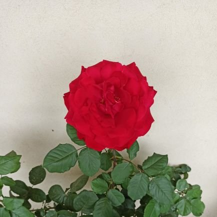 Tangara80431119's profile picture. 