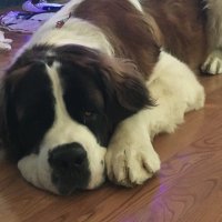 Zelda (@zelda22410249) 's Twitter Profile