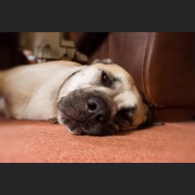 kids. dogs.cheese. art. history. adoption. tories out 🐶🌏🌈did I mention, tories out? asap.