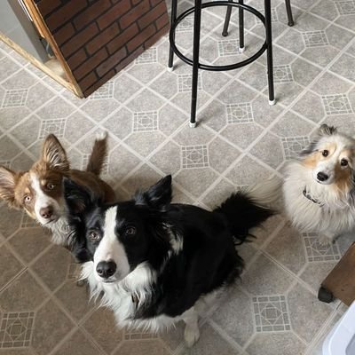 ZendekJoann's profile picture. 