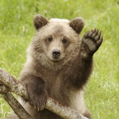 News about bears. Like, literal bears.(Only the good stuff.)