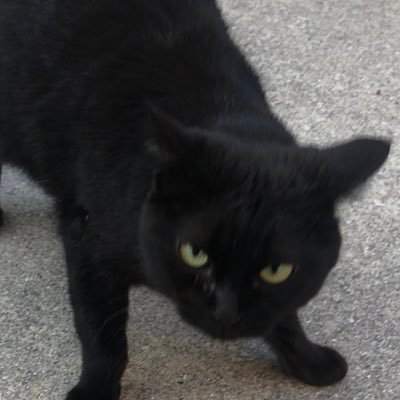 黒猫かぎしっぽ Lnjt5qdi7pbuhym Twitter