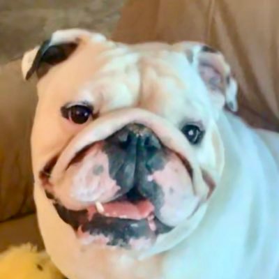 🐾English Bulldog🐾5/2/18 #VGK, Viva Las Vegas🎰rescued by my mum 5/2/20💕yaksticks/carrots🥕frostypaws🍦ear freckles🐶T rex hands🦖 #Zoomies #Snorts