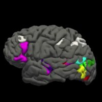 KanwisherLab (@kanwisherlab) 's Twitter Profile
