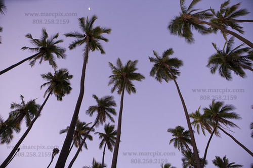 marcoinhawaii's profile picture. Thinking and winking about photography in the 808.  Professional photographer available for assignments world-wide.