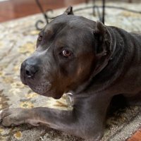 Big Head Doggo (@gameopsgirl) 's Twitter Profile Photo Big Head Doggo (@gameopsgirl) 's Twitter Profile Photo