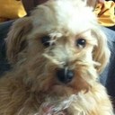 Riley Conley - @RyBread6o3 - Twitter