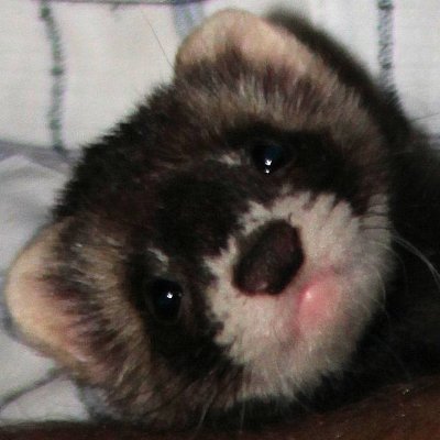 Ferret Aficianado, Entreprenuer of Pickledferret's Picklejuice ferret treat oil blend, Philanthropist and Shelter volunteer; also Ferret enrichment & welfare