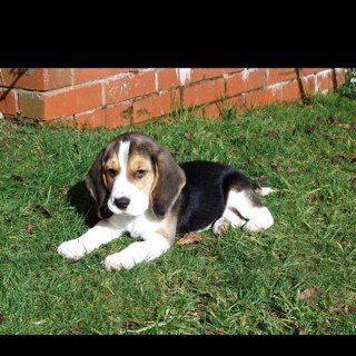 cooksj0's profile picture. 