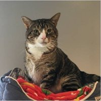 The Journey of Bruce the Shelter Cat and Friends(@TheJourneyofBr1) 's Twitter Profileg