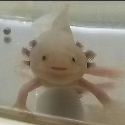 うーちゃん溺愛のパパ
うーちゃん(ピンクちゃん)
うーくん(お兄ちゃん)と
暮らしています。
2023/12/24イブちゃんお迎えしました。
2024/1/11うーちゃん産卵
うーちゃん2024/2/20永眠
ぴよぴよ愛好会、SUCRE所属
札幌すすきの大好き😍ひかるナチャンネルも宜しくね👍