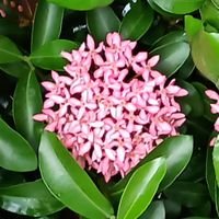 Fattu36124795's profile picture. Azaadi from misrule n rehtoric