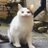 ʕ•̫͡•ʔのアイコン