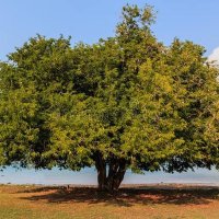 புளியமரத்தான் 🌳 (@ramjilk) 's Twitter Profile