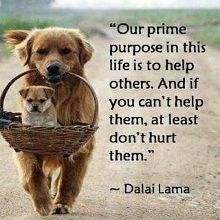 DiptiSC's profile picture. 99% of the time my brain is thinking blah, meh, why, dogs, food and computers. The other 1% i’m usually asleep.