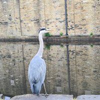 WildlifeUK (@wildlifeuk3) 's Twitter Profile