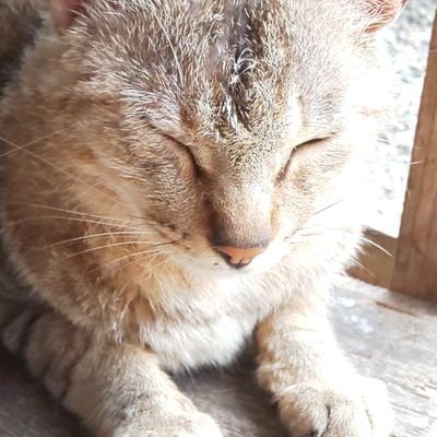 ぽむ⸜(* ॑꒳ ॑* )⸝⋆*さんのプロフィール画像