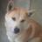 hachiponn's profile image