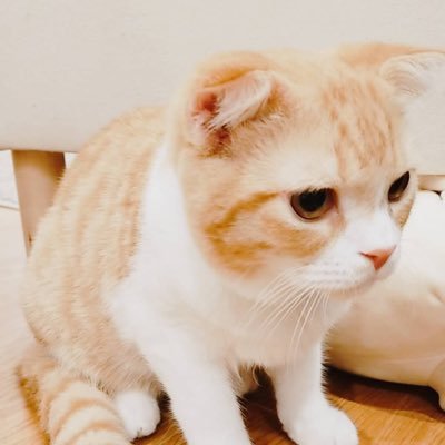 お申立てしたり、ゆるゆるあか