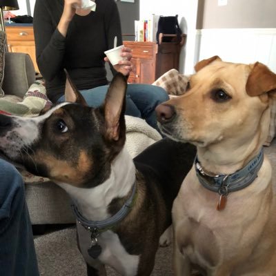 We are both rescue pups. I’m from MN and Winnie is from OH. I love her even though I have to share my twitter account now.